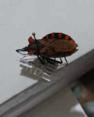 Spartocera pantomima