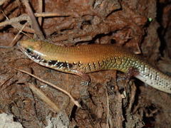 Ateuchosaurus chinensis