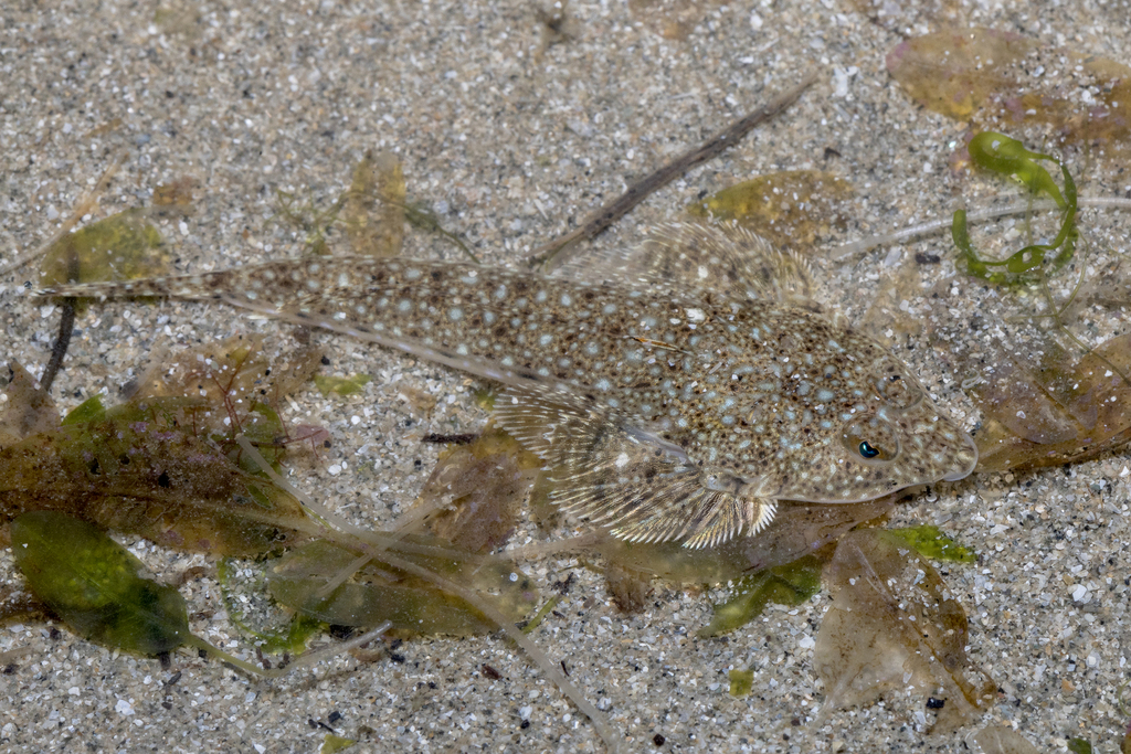 Smallhead Dragonet