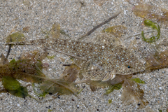 Smallhead Dragonet photo 1