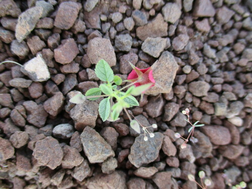 Image of Hermannia solaniflora by no rights reserved