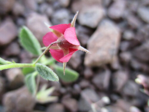 Image of Hermannia solaniflora by no rights reserved