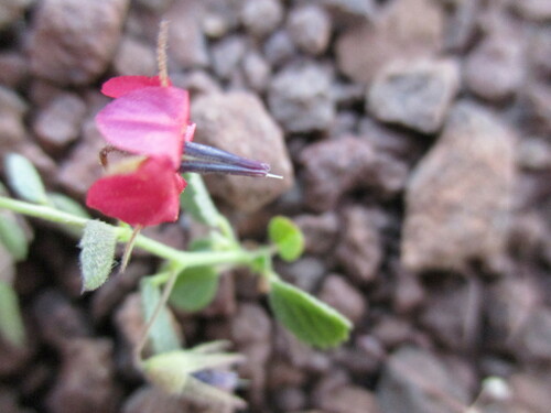 Image of Hermannia solaniflora by no rights reserved