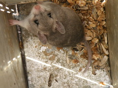 Onychomys leucogaster