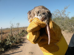 Onychomys leucogaster