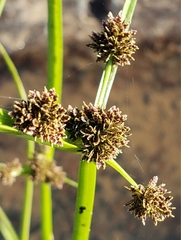 Cyperus difformis image