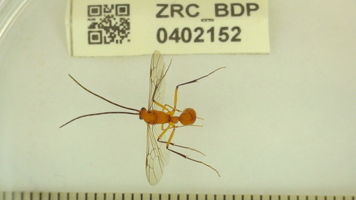 苍白双刺猛蚁Diacamma pallidum