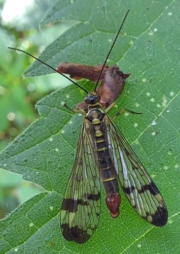 Panorpa communis