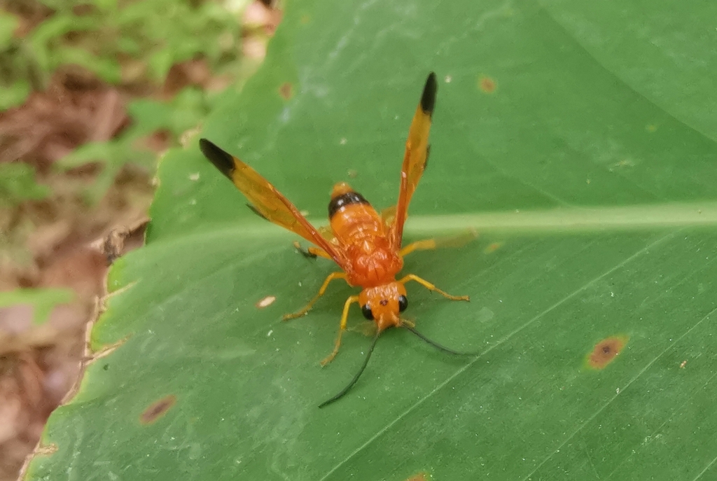 Conaspidia