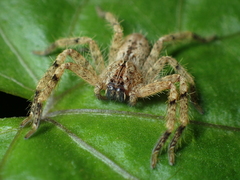 Heteropoda onoi