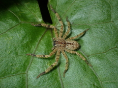 Heteropoda onoi