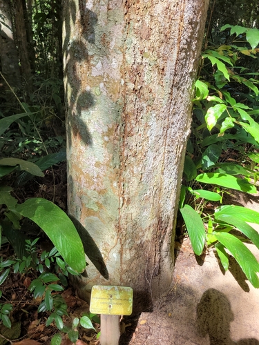 Exellodendron gracile