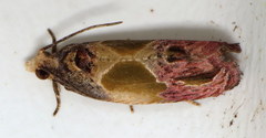 Eumarozia malachitana