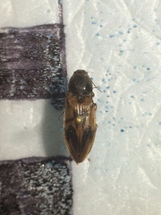 Stropenron hieroglyphica