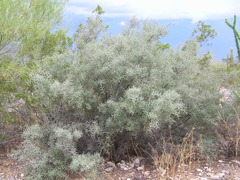 Condalia globosa