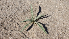 Baileya pauciradiata