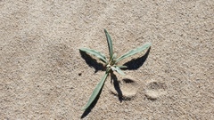 Baileya pauciradiata