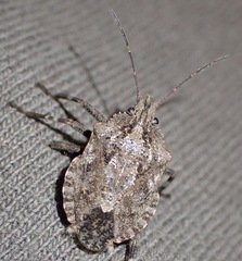 Brochymena
