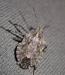 Brochymena