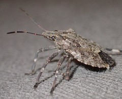 Brochymena