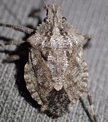 Brochymena