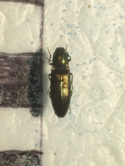 Nitidolimonius resplendens