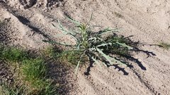 Streptanthus longirostris