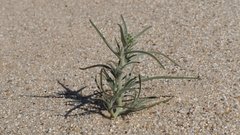 Johnstonella costata