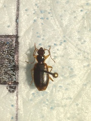 Cymindis limbata