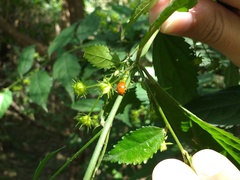 Mycomystes nigriventris