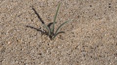 Johnstonella costata