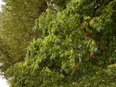Sambucus cerulea
