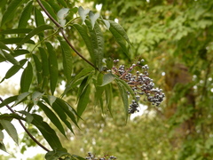 Sambucus cerulea
