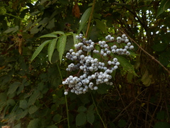 Sambucus cerulea