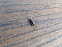 Cranistus colliurides