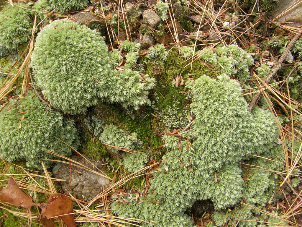 Leucobryum albidum