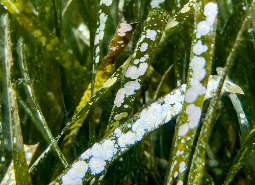 Representative image of Hydrolithon