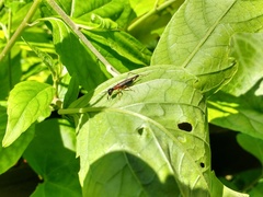 Cranistus colliurides