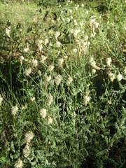 Dalea albiflora