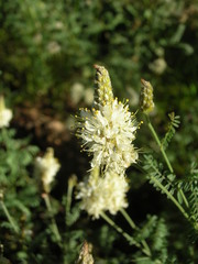 Dalea albiflora