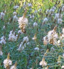 Dalea albiflora