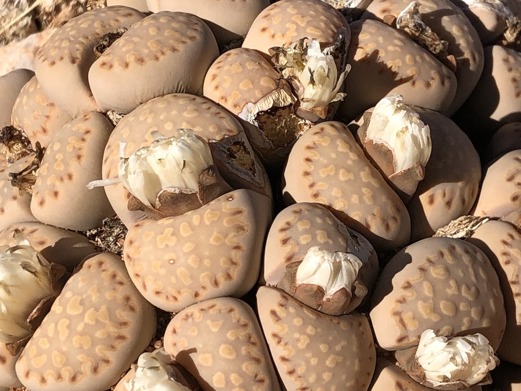 Lithops julii subs. fulleri var. rouxii (de Boer) D.T.Cole