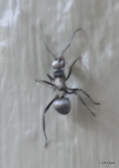 Polyrhachis daemeli