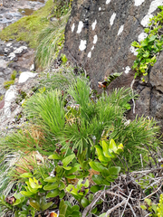 Aciphylla dieffenbachii