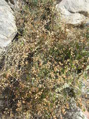 Jacquemontia pringlei