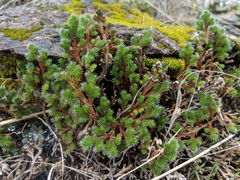 Selaginella hansenii