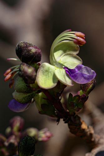 Rotheca wildii image