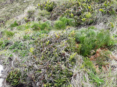 Aciphylla dieffenbachii
