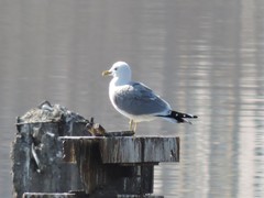 Larus canus