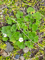 Geranium traversii